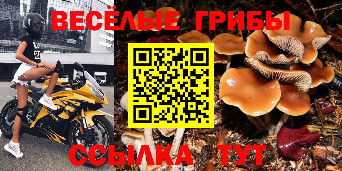 Галлюциногенные грибы Cubensis Котовск